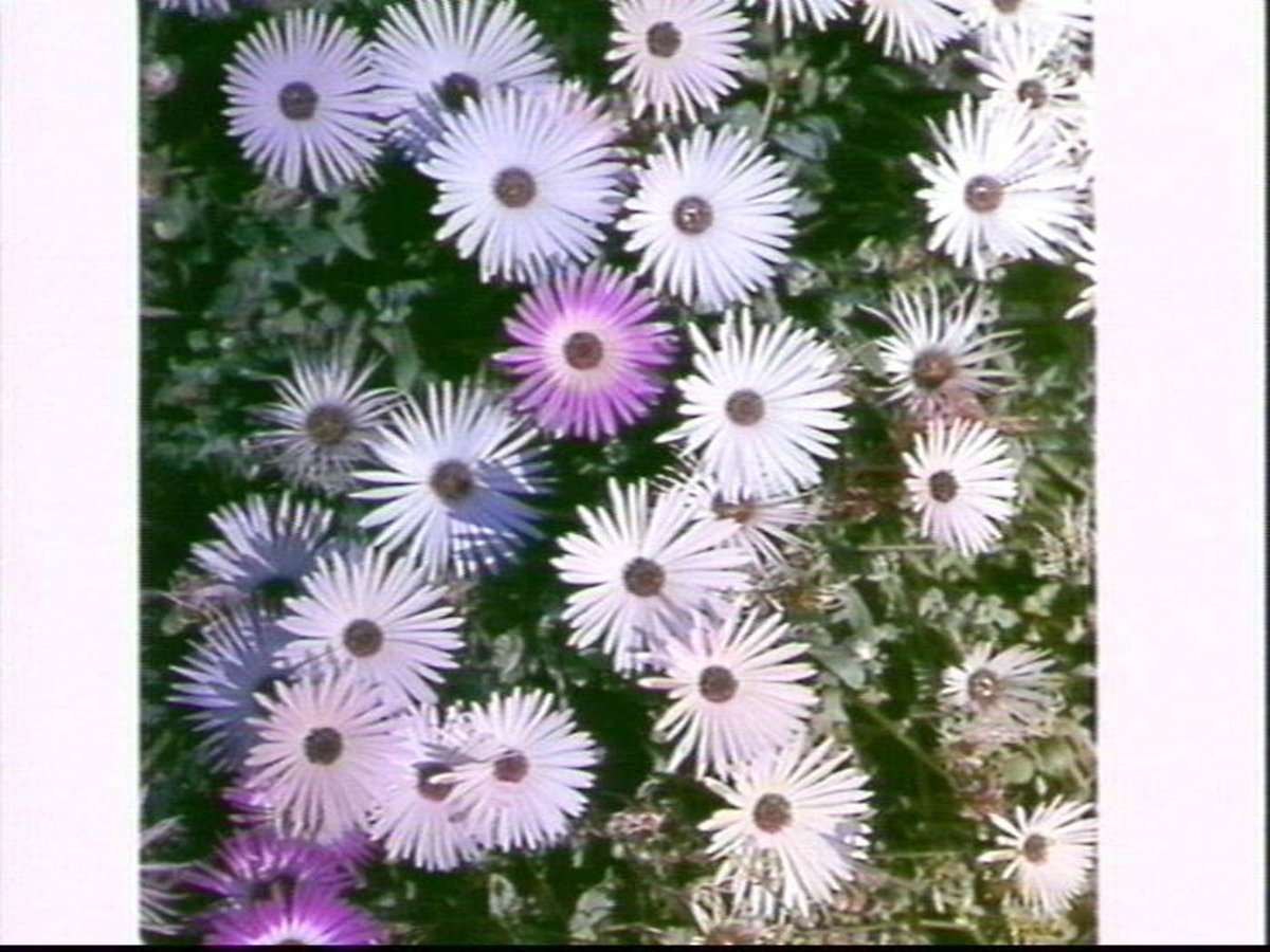 Flowers at a Sydney nursery, 1967