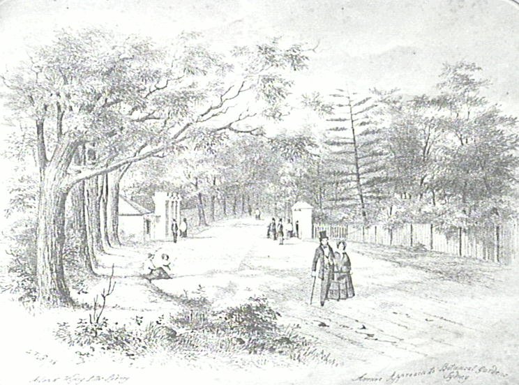 Sydney Botanic Garden - Avenue Approach - 1856, Sydney city centre