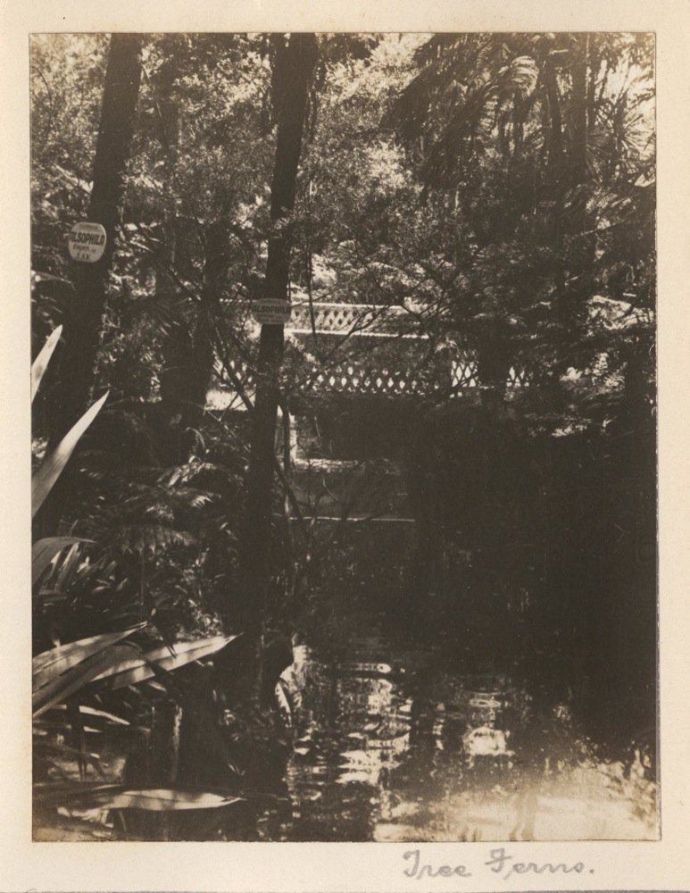'Tree Ferns' - RAHS-Osborne Collection c. 1930s, Sydney city centre