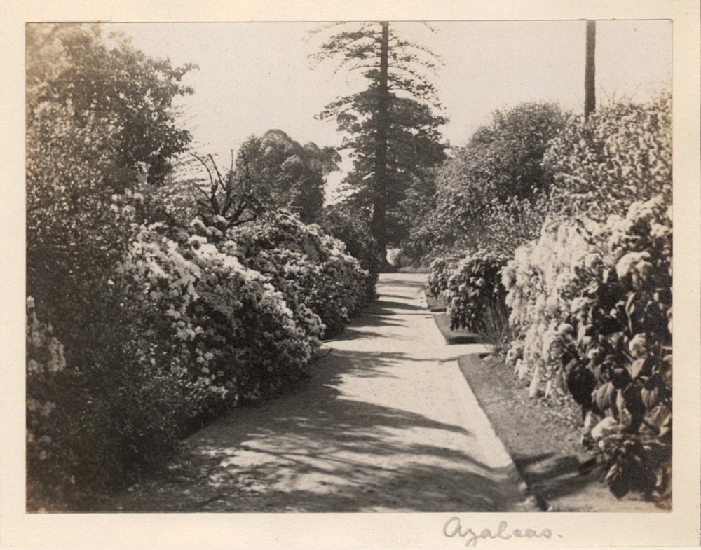 'Azaleas 4' - RAHS-Osborne Collection c. 1930s, Sydney city centre