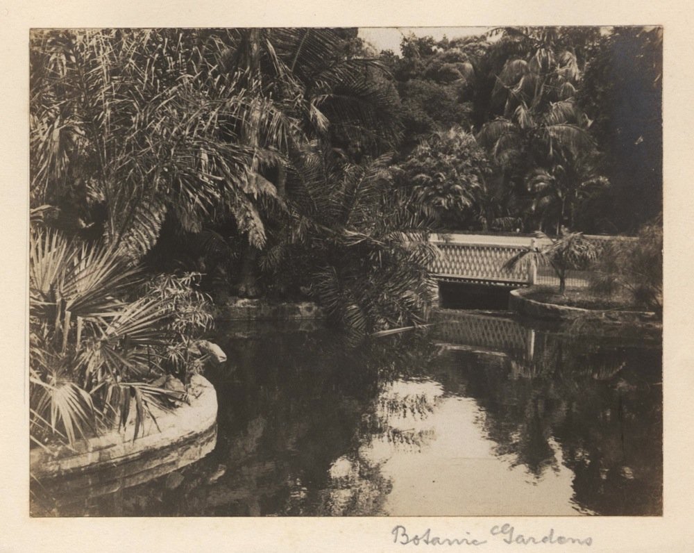 'Botanic Gardens 6' - RAHS-Osborne Collection c. 1930s, Sydney city centre