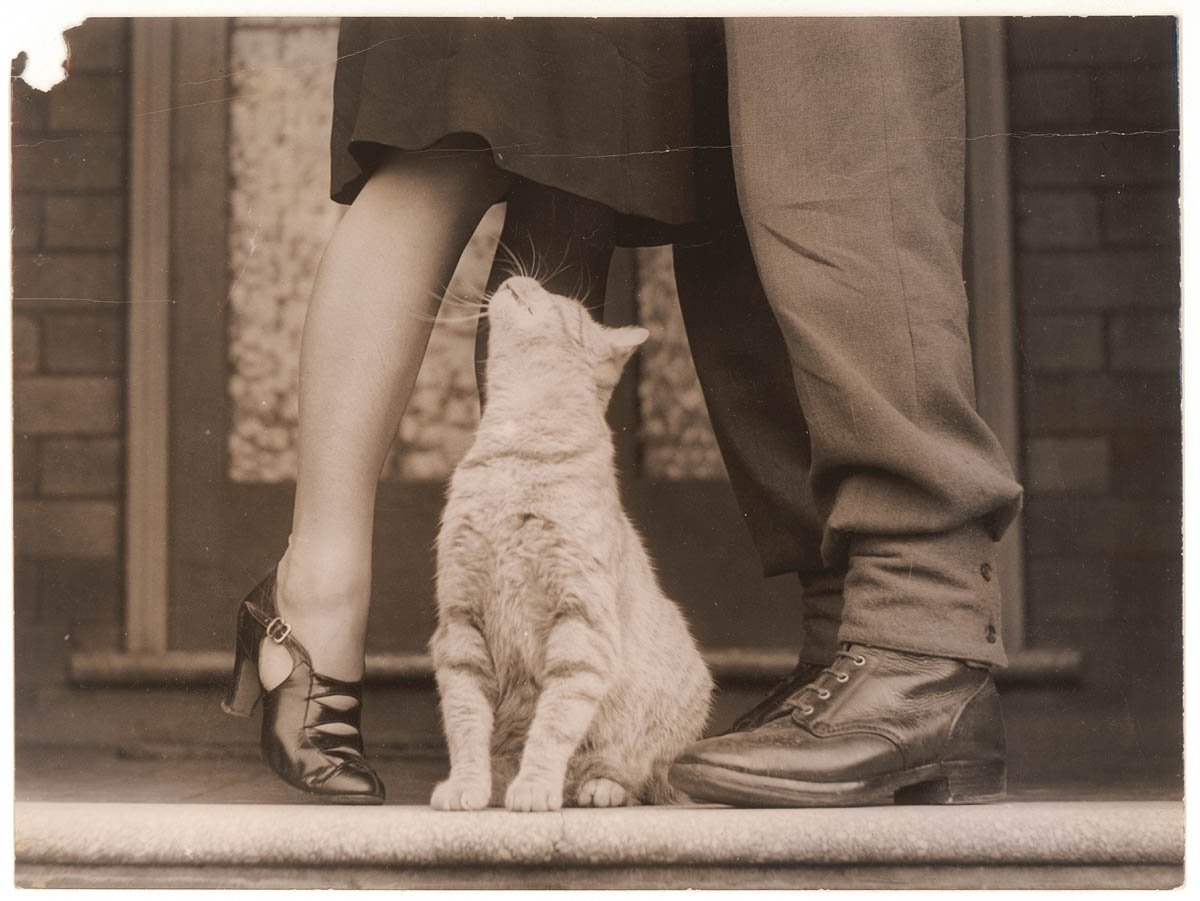 Soldier's goodbye and Bobbie the cat, Sydney, ca. 1939-ca. 1945 - by Sam Hood (c. 1940)