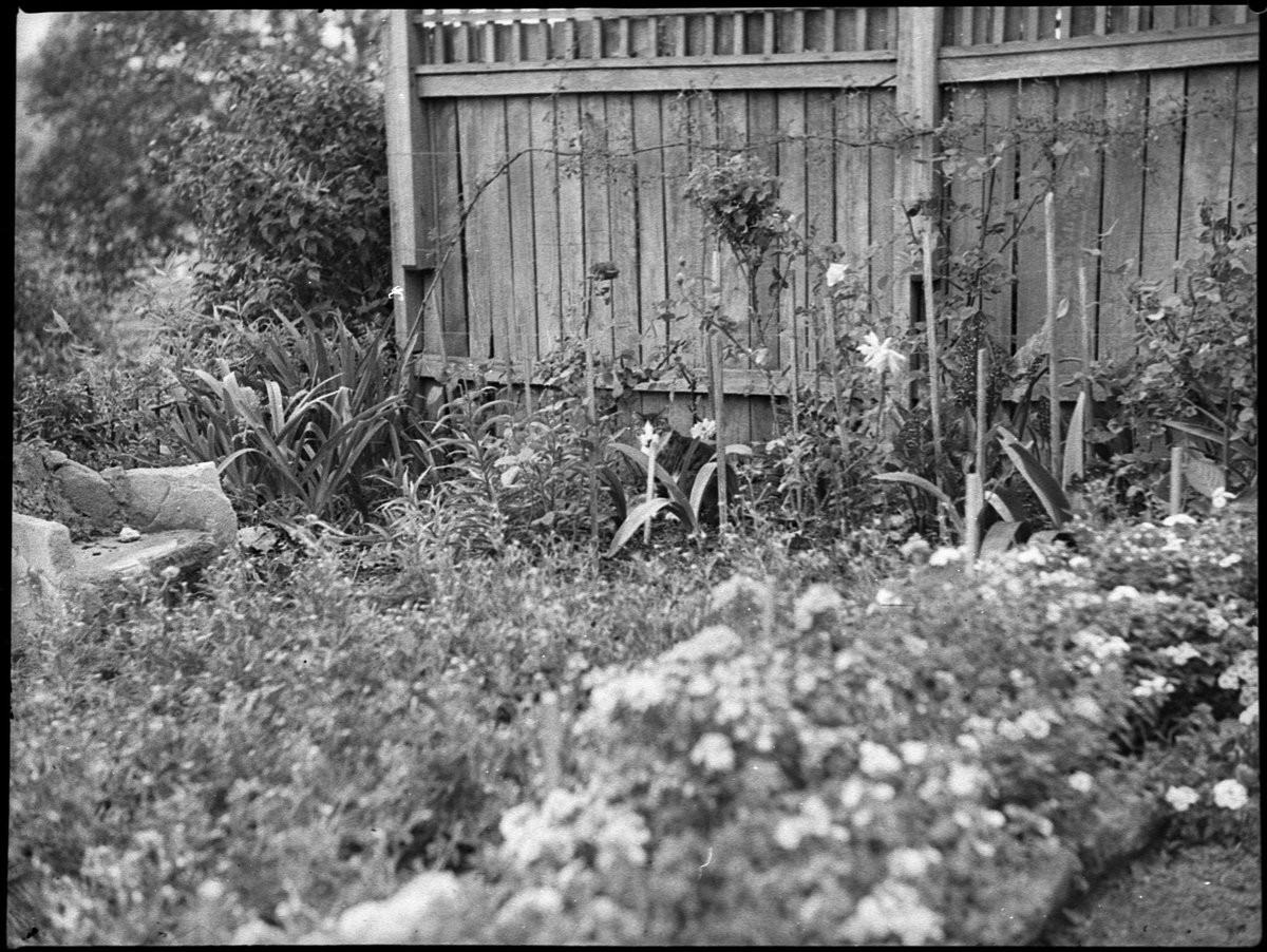 Mrs OE Friend's garden, January 1939, Sam Hood, Sydney