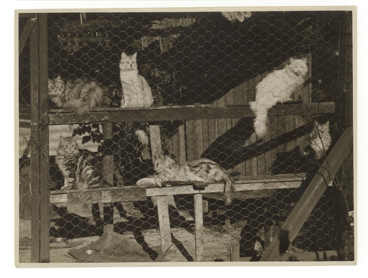Cattery, ca. 1925-ca. 1945, Sam Hood (c. 1925)