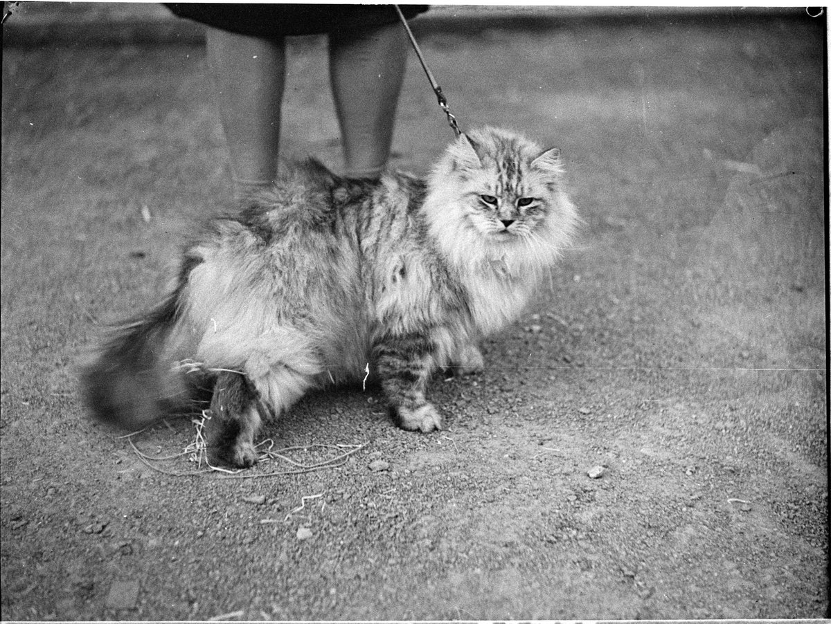 Royal Agricultural Show, April 1938, Sam Hood, Moore Park