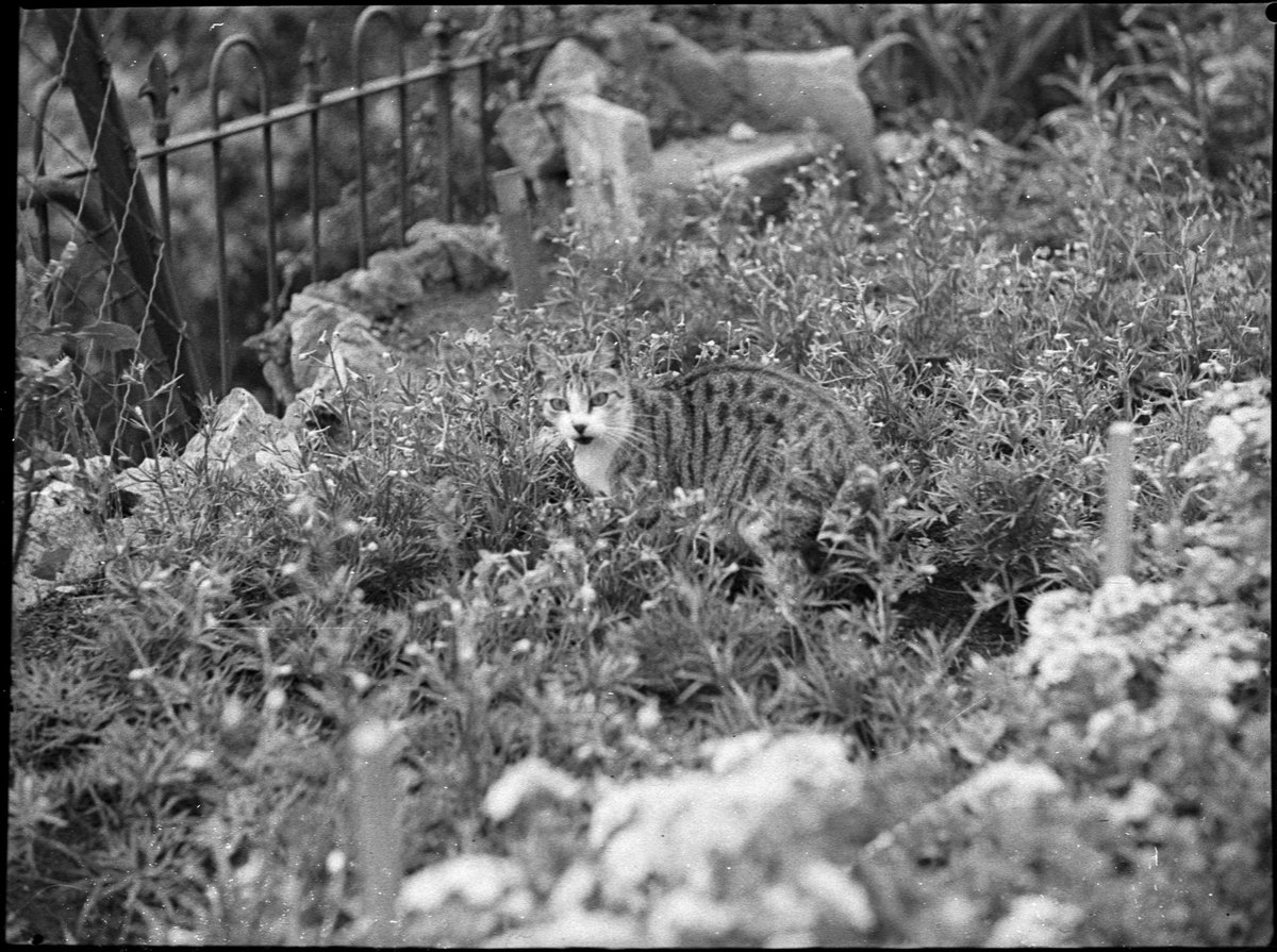 Mrs OE Friend's garden, January 1939, Sam Hood, Sydney