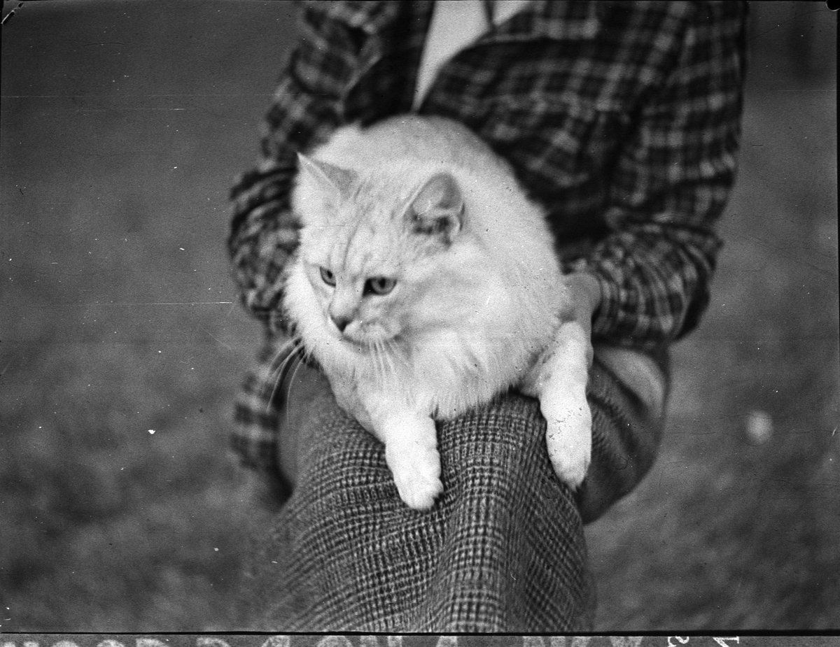 Royal Easter Show, April 1938, Sam Hood, Moore Park