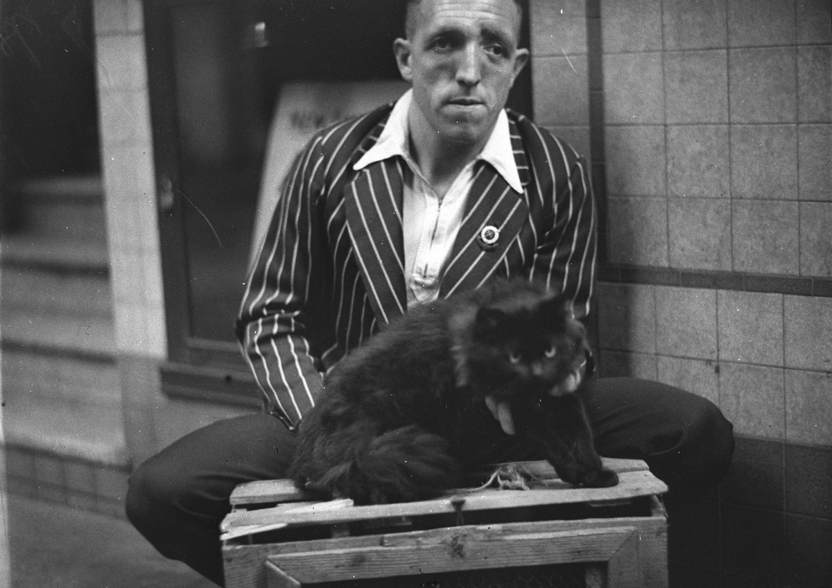 Persian cat, 14 September 1934, Sam Hood