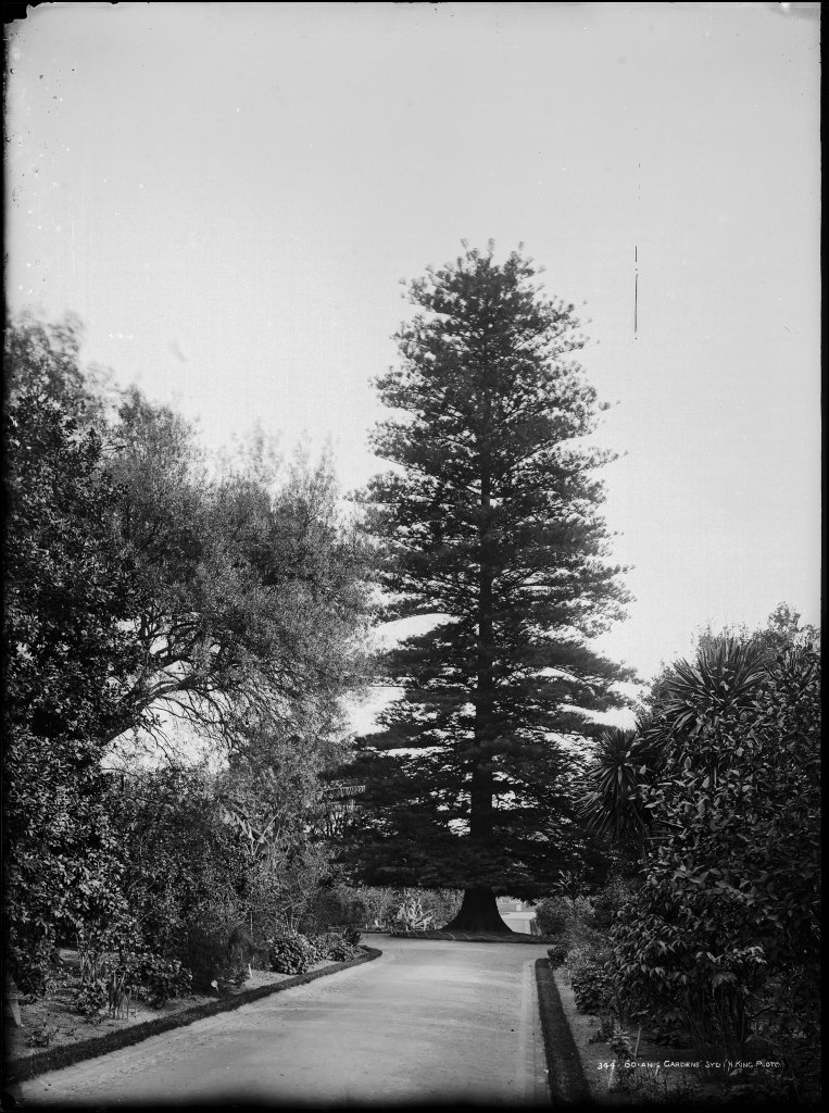 Botanic Gardens, Sydney, Sydney city centre (c. 1900)