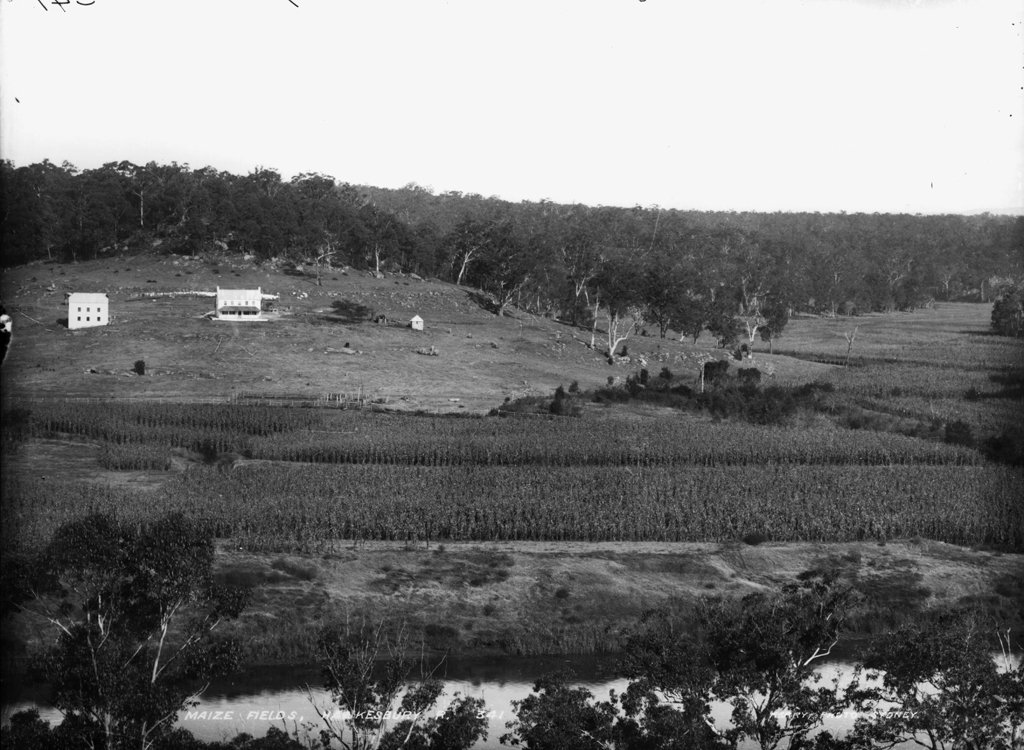 Maize fields, Hawkesbury River (c. 1900)