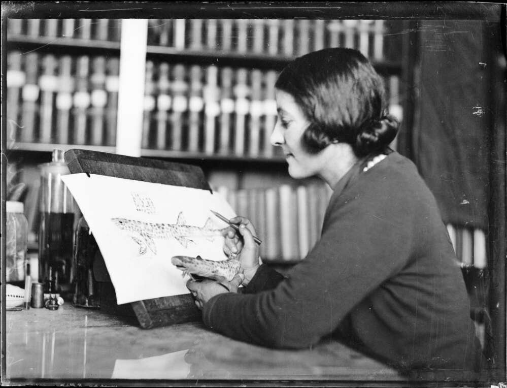 Joyce Allan sketching a shark at the Australian Museum, Sydney, 26 August 1931, 1, Sydney city centre