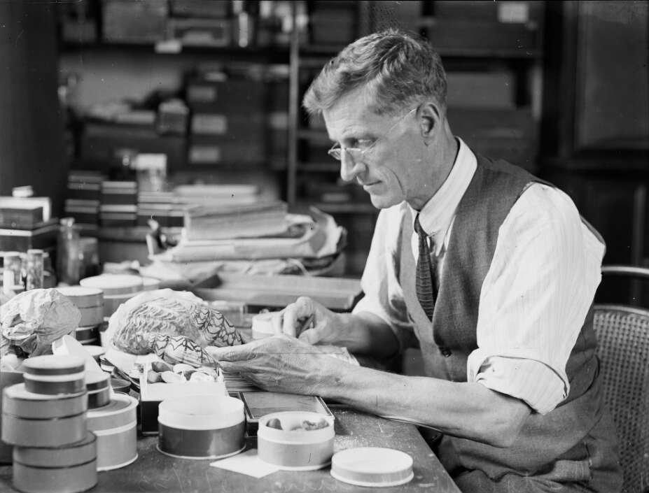 Tom Iredale identifying Australian land shells at the Australian Museum, Sydney, 5 April 1933, Sydney city centre