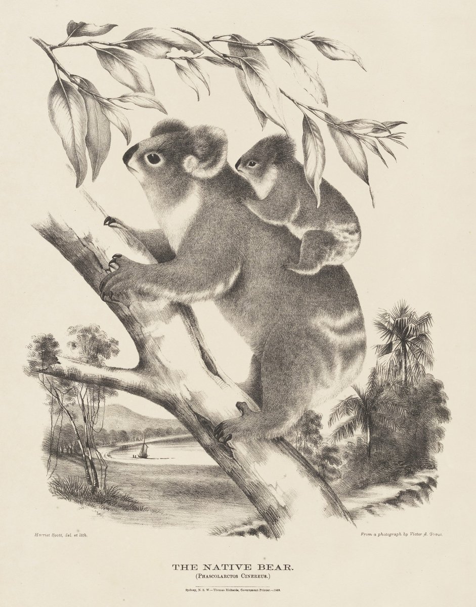 N35 w1150, Sydney (1869)