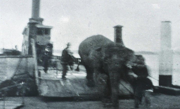 JESSIE the elephant disembarking from vehicular ferry on her way to the new Taronga Zoo 1916, Mosman
