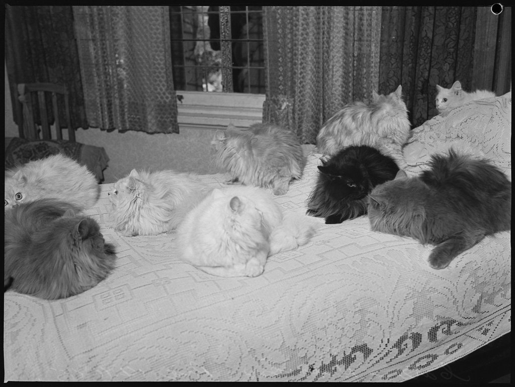 Persian cats on a bed Pix November 1945, Sydney