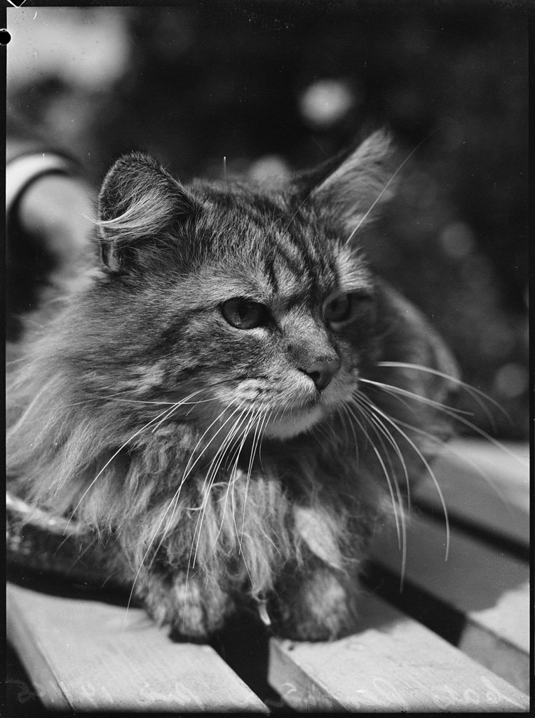 Predsident roosevelt Pix November 1945, Sydney