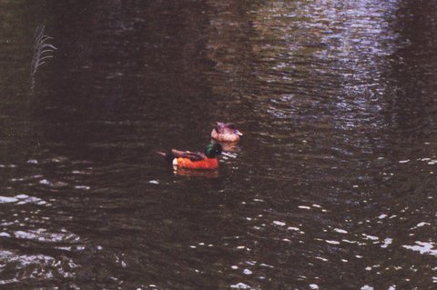 Chestnut Teal (Anas castanea), 1991