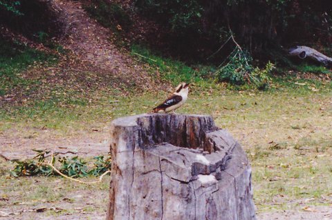 Laughing Kookaburra (Dacelo novaeguineae), 1991