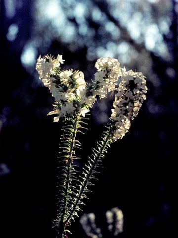 199 Pimelea, Heathcote State Park, Aug 1976