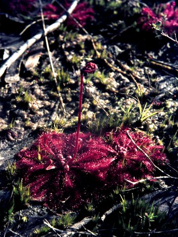 200 Sundew, Heathcote State Park, Aug 1976