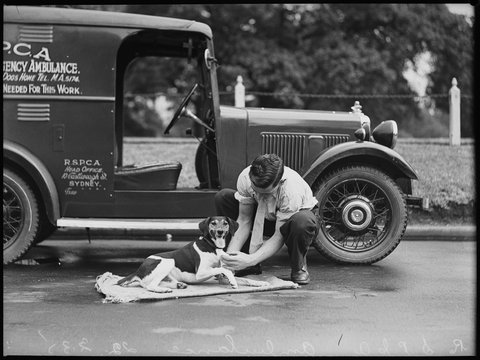 SLNSW RSPCA 1935