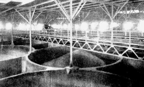 White Bay, NSW - Grain silos, top of bins showing stored wheat (Weekly Times (Melbourne) Sat 16 July 1927, Page 42)