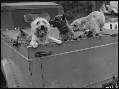 St. Ives Dog Show, 1950
