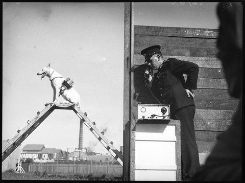 Police dogs 1939