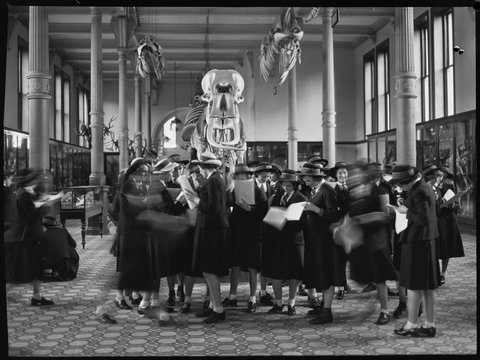 Australian Museum, Sydney 1950