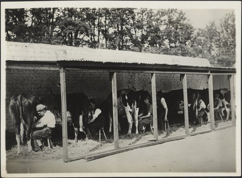 Milking sheds at Scheyville Training Farm, c. 1926
