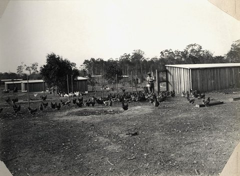 Poultry farming, 1921