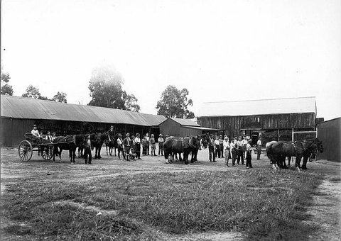 Farm horses, c. 1926