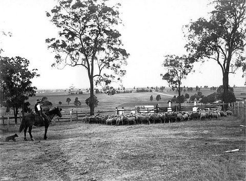 Sheep mustering, c. 1926