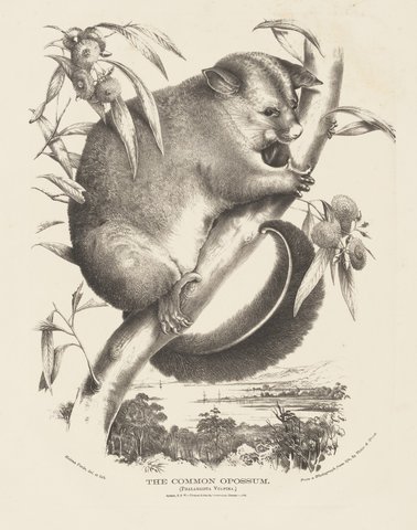 Helena Scott02, 1871