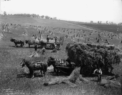 Loading up the wheat sheaves, 1900