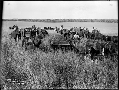 Harvesting in a wheat field, 1900