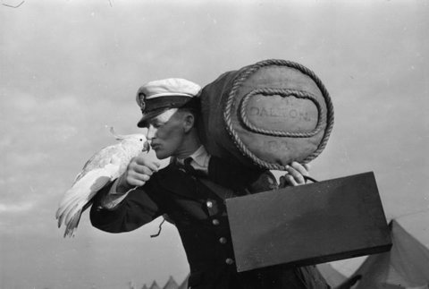 Animals at War- Moving Day at HMS Golden Hind, Sydney, Australia, 10 July 1945 A29792