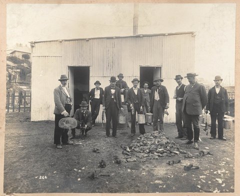Professional ratcatchers Sydney 1900 Degotardi