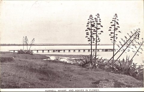 Kurnell wharf and Agaves in flower, 1900–27