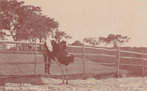 Ostrich Farm Watsons Bay NSW, 1900–27