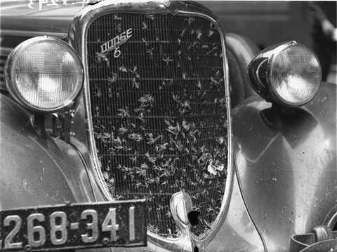 1934 Dodge six showing radiator covered in grasshoppers