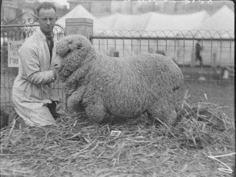 A champion Merino ewe, 1934