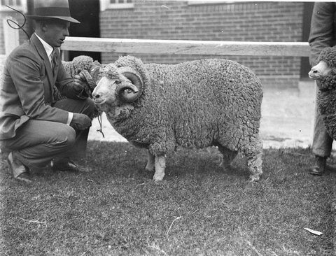 A champion Polworth ram, 1930s