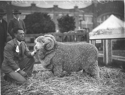A champion ram, 1930s