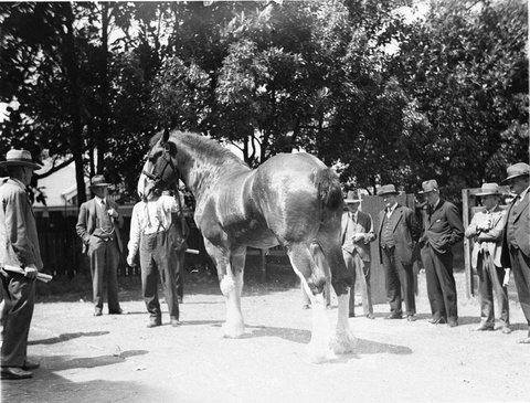 A Clydesdale draught horse, 1930s