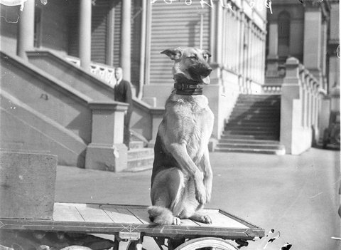 A dog makes an appealing gesture from a dogcart, 1930s