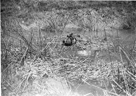 A swans nest in secluded reeds, 1934