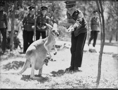 Adelaide Boys Band at Koala Park, 1937