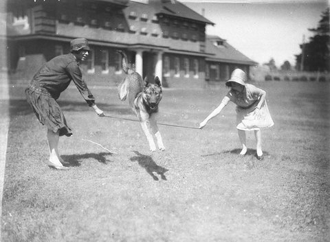 Alsatian dog breeders showing off their dogs at Randwick racecourse, c. 1934
