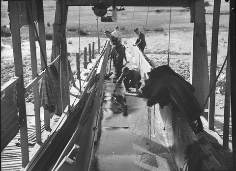 Araluen, 1937
